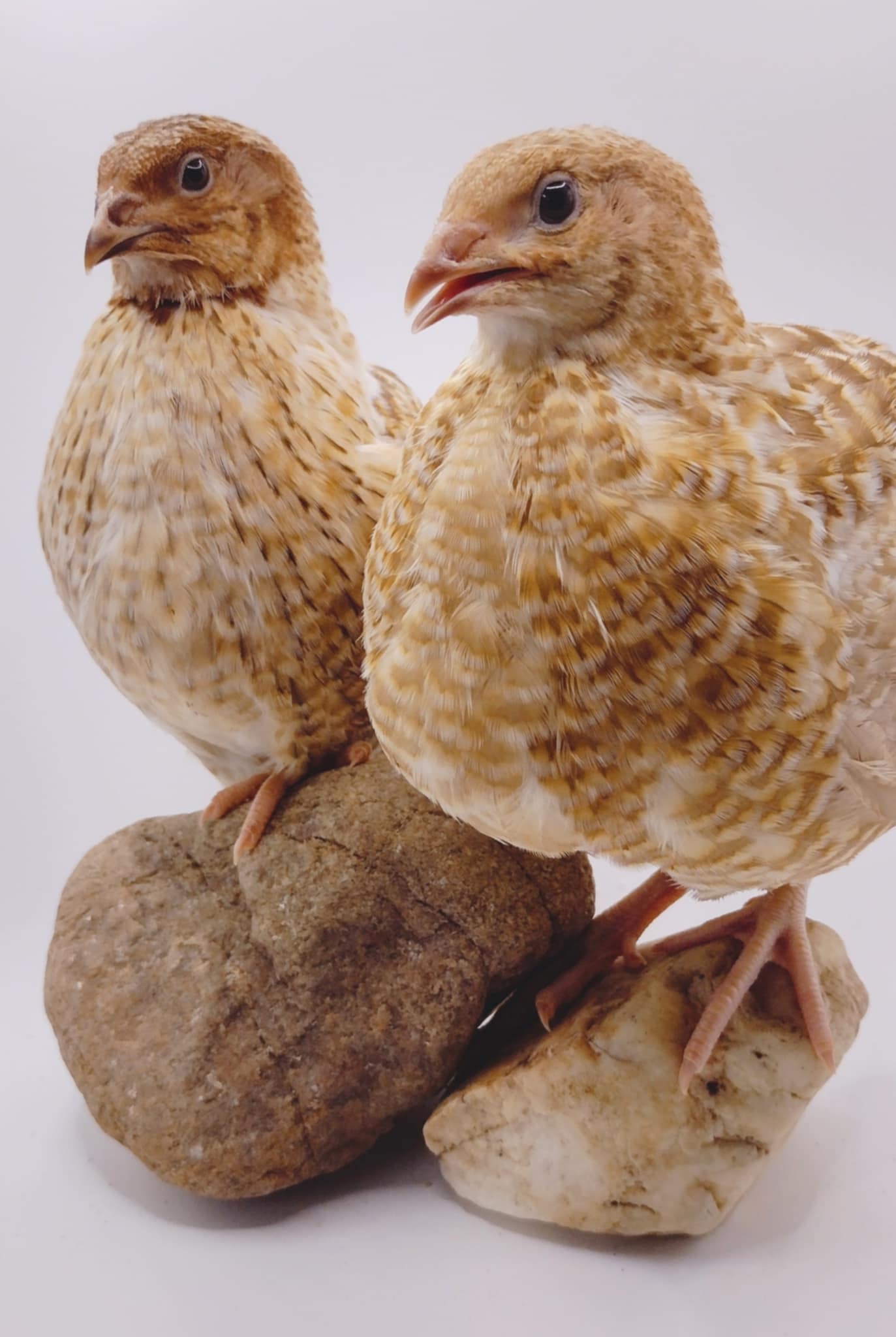 Homesteader Meat Maker hatching eggs