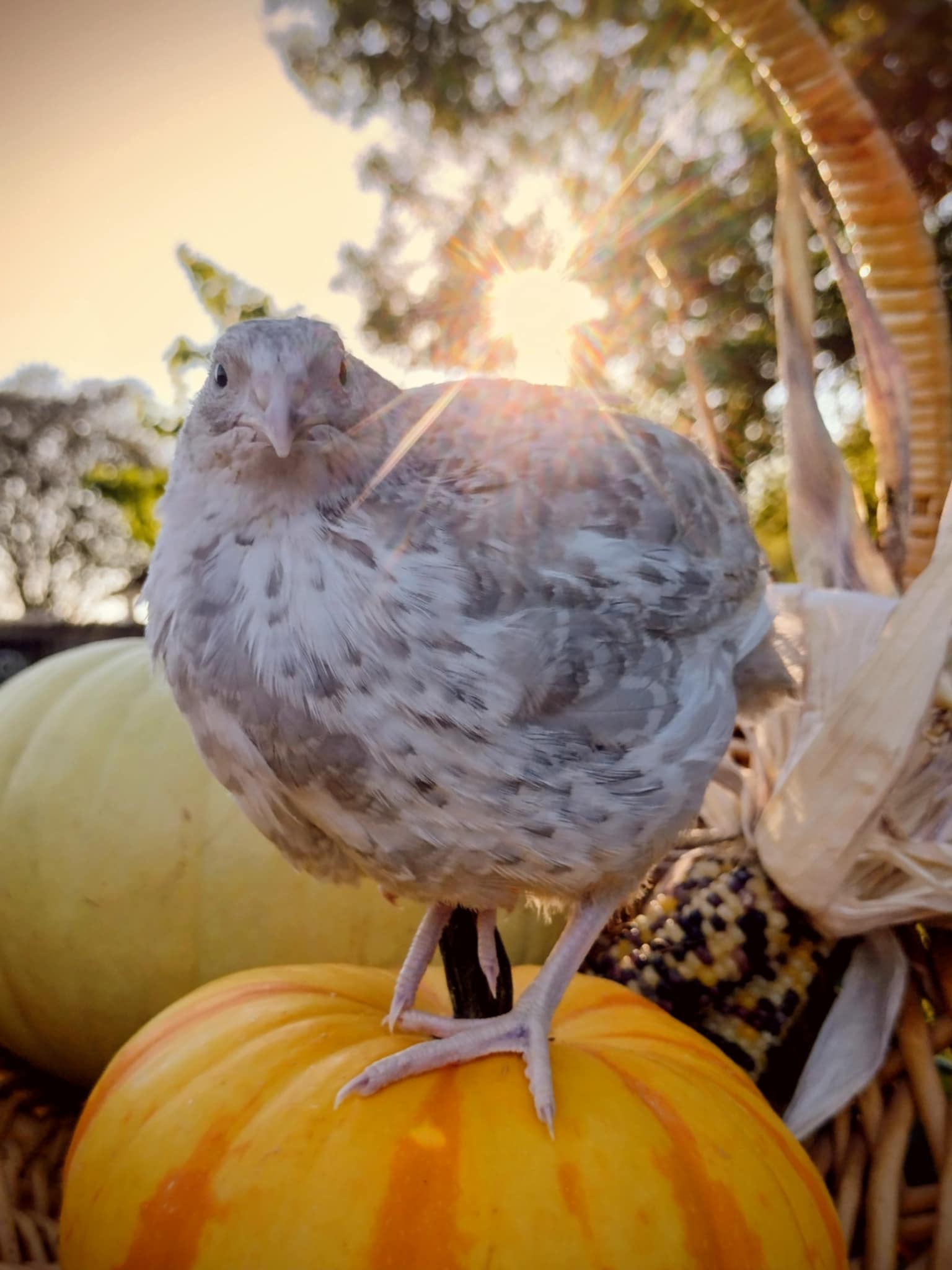A fun mix of everything hatching eggs