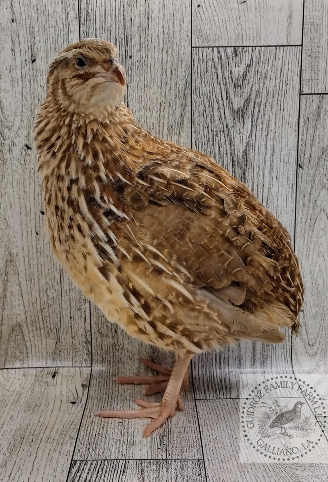 Jumbo Mix- Whites, Wild, Pearl, Pansy and Egyptian Hatching Eggs