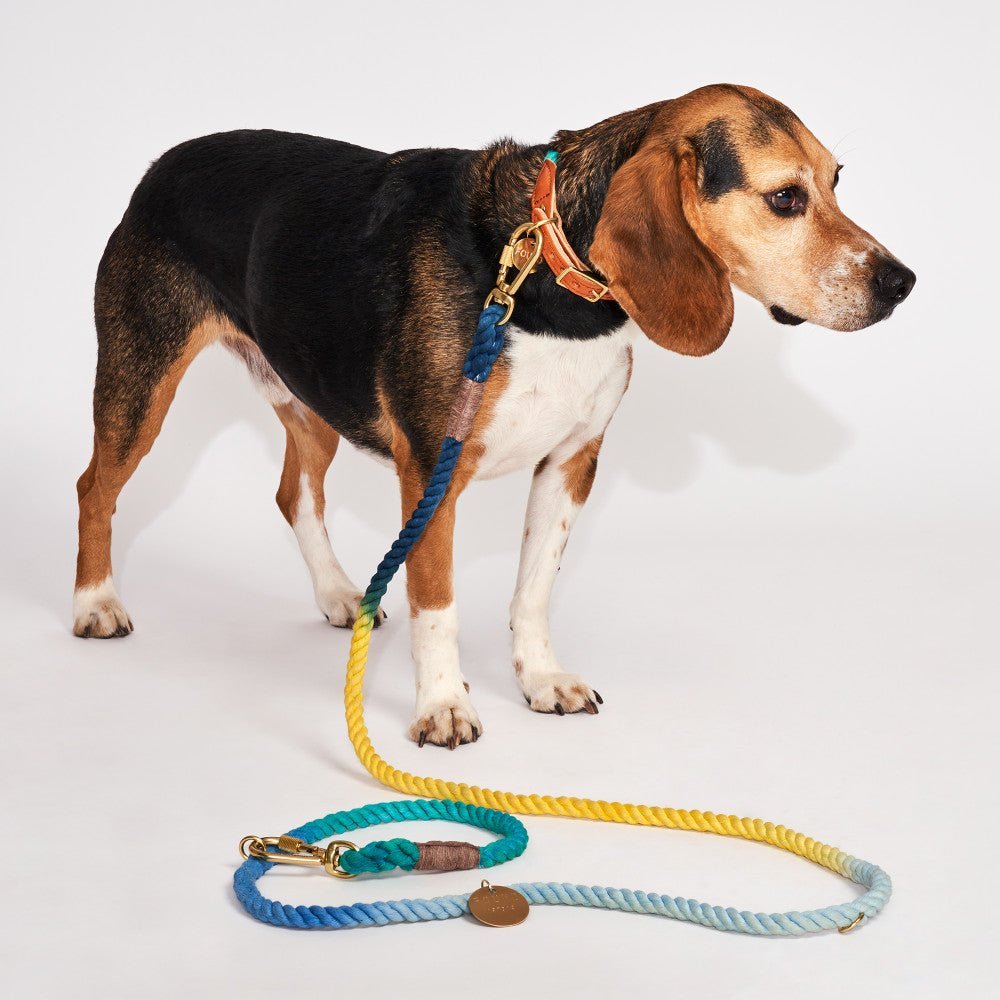 Azure Cotton Rope Cat & Dog Collar
