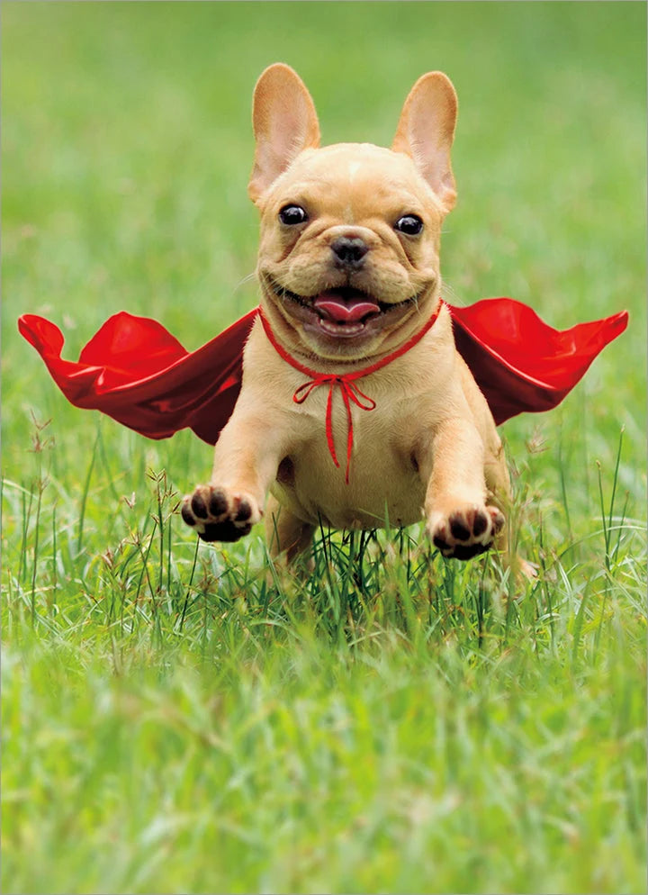 Avanti Frenchie Jumping Wearing Red Greeting Card