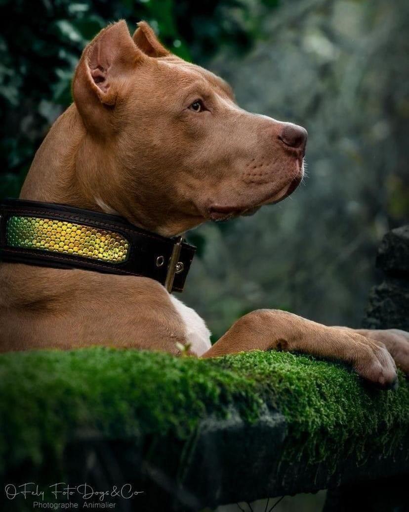 The ''D`Albertis'' collar