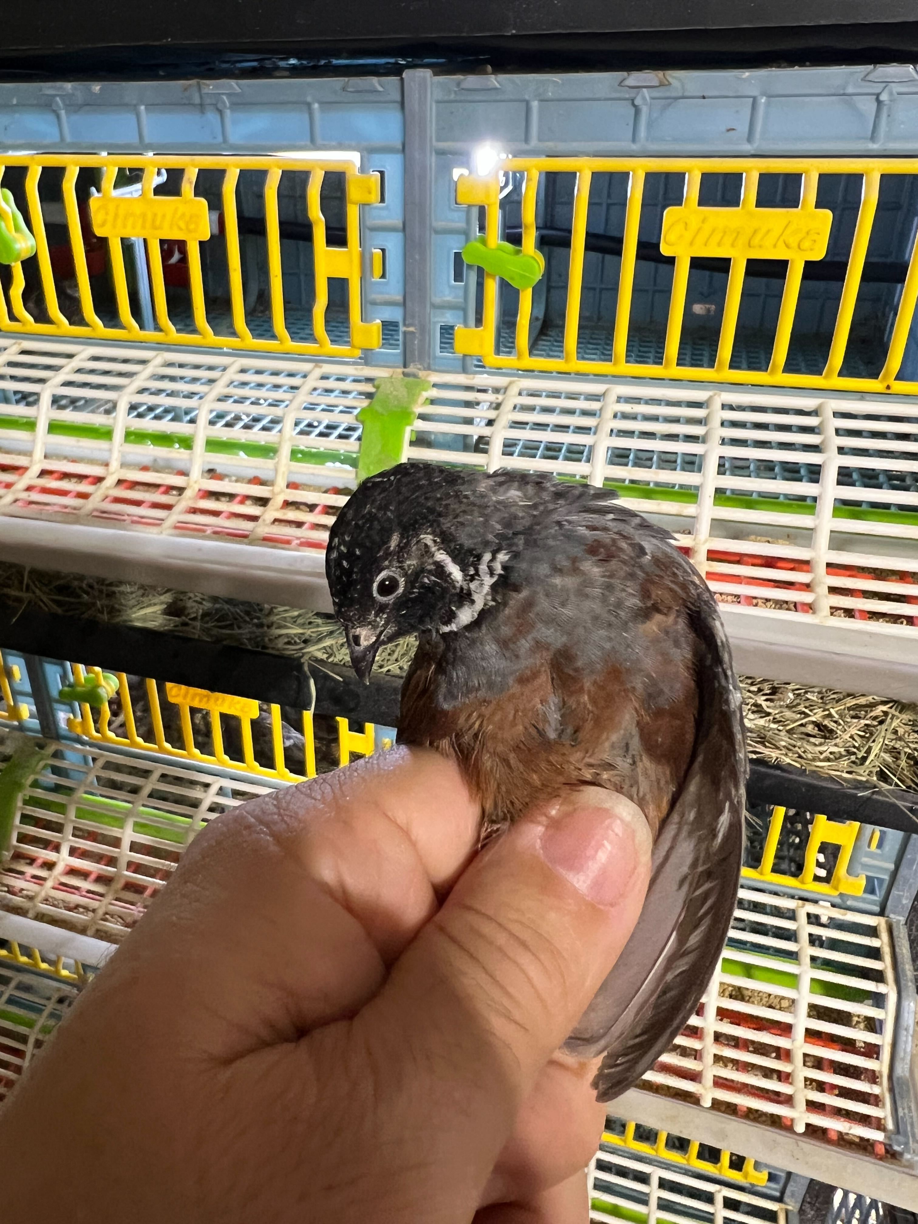 Button Quail Eggs -Eggs for Hatching or Snakes