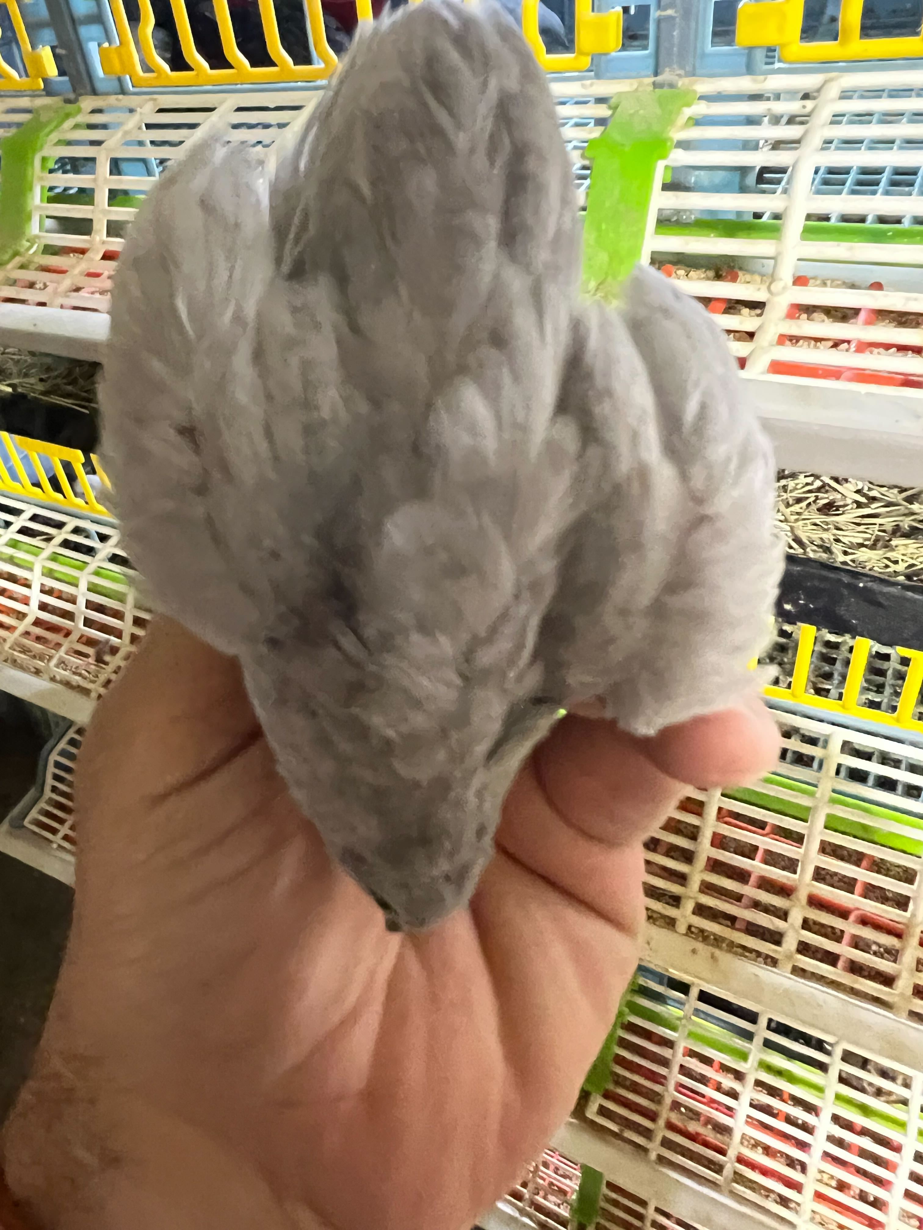 Button Quail Eggs -Eggs for Hatching