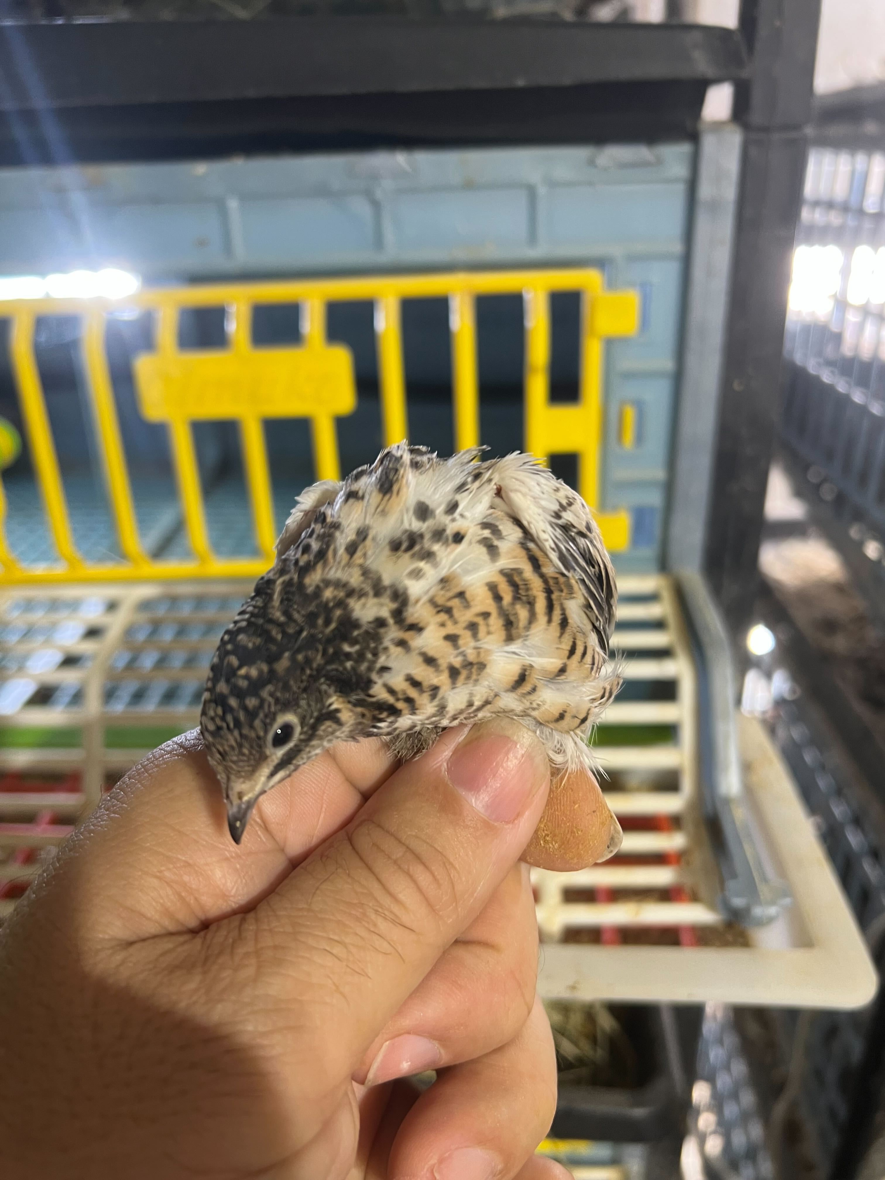 Button Quail Eggs -Eggs for Hatching