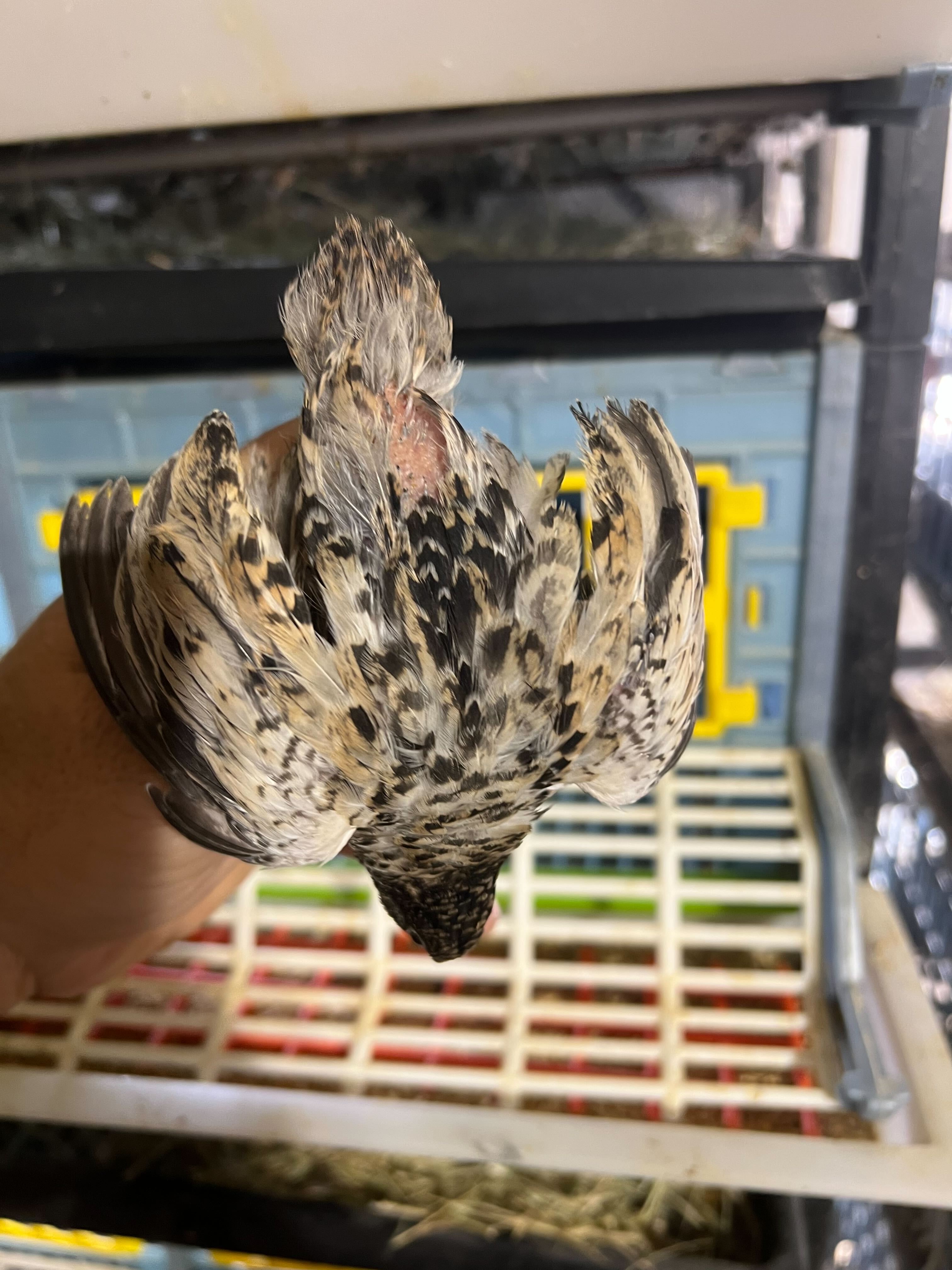 Button Quail Eggs -Eggs for Hatching or Snakes