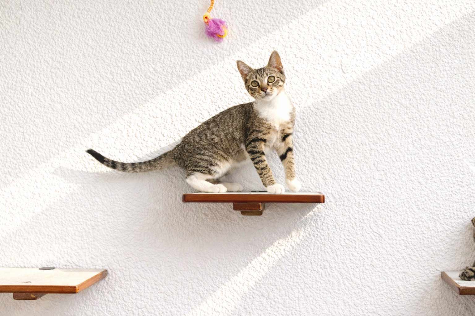 Cat Perch - Wall Mounted and Wooden