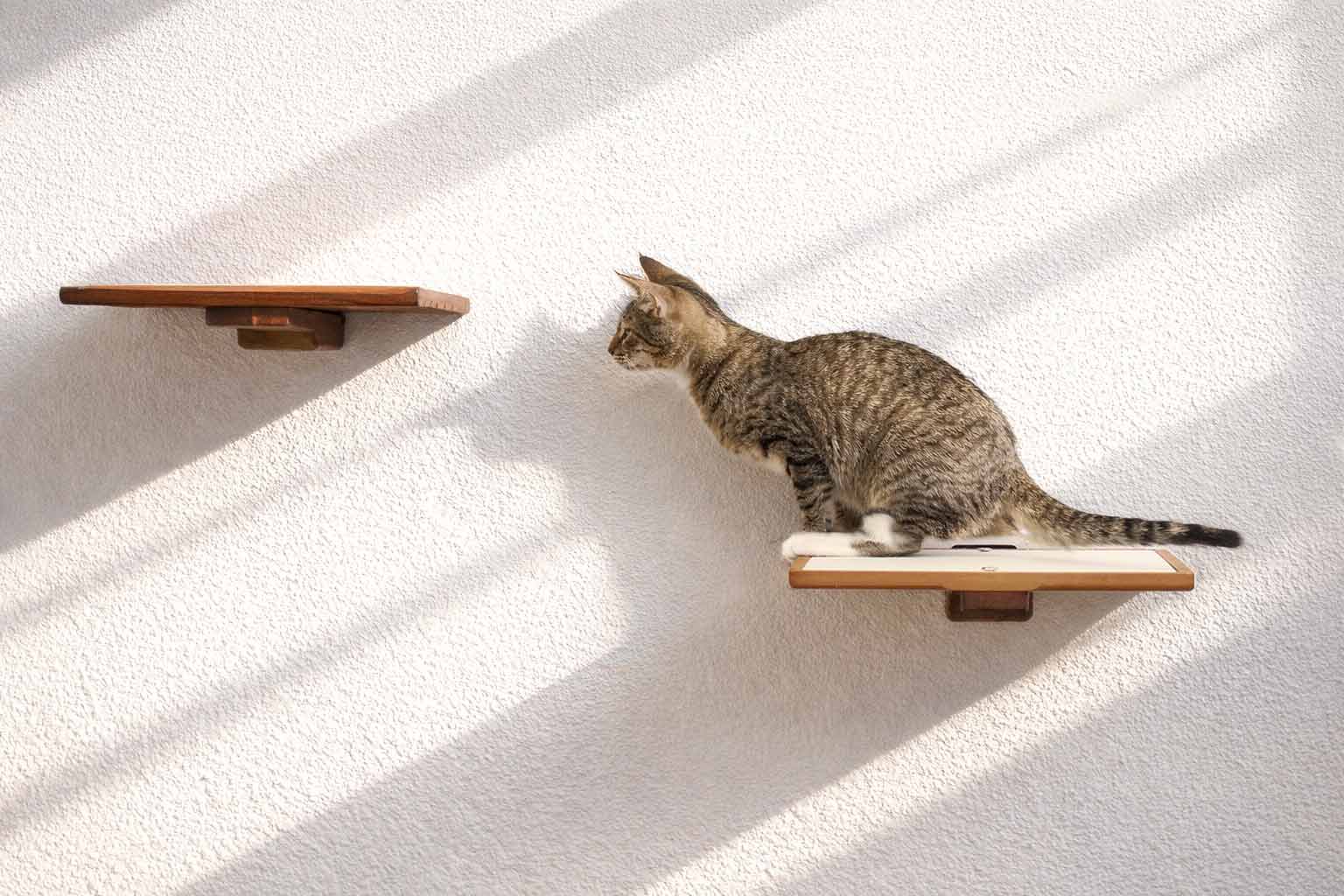 Cat Perch - Wall Mounted and Wooden