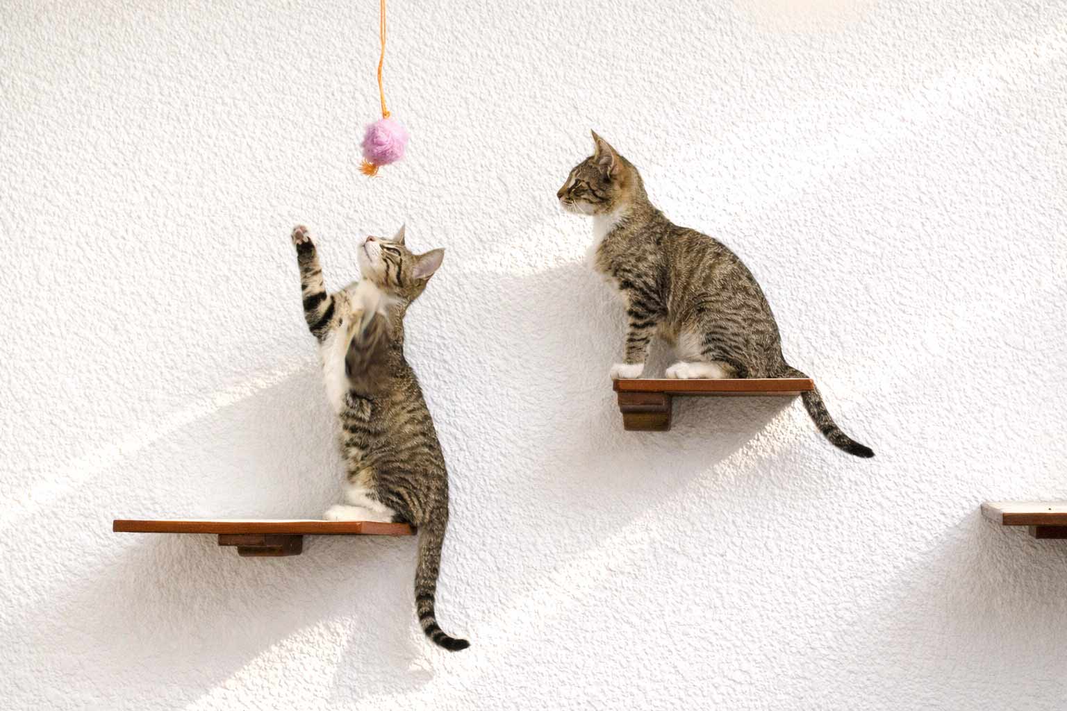 Cat Perch - Wall Mounted and Wooden