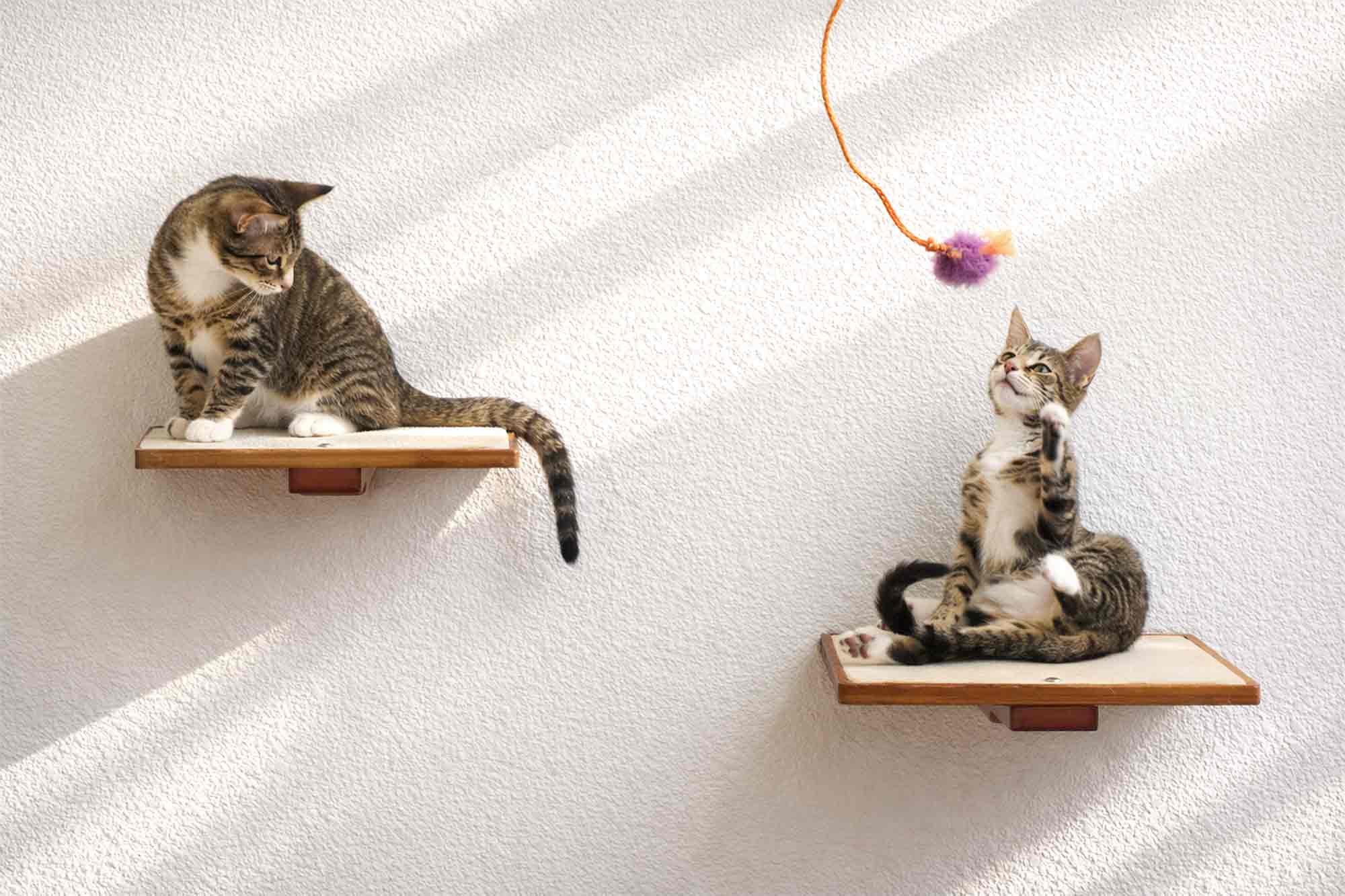 Cat Perch - Wall Mounted and Wooden