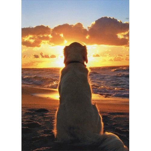 Avanti Dog Sitting On Beach At Sunset Greeting Card