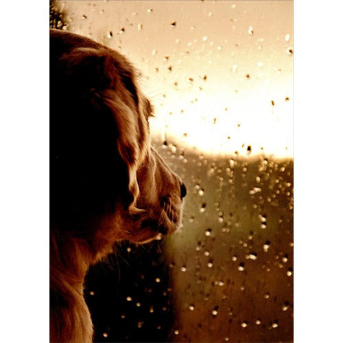 Avanti Dog At Rainy Window Greeting Card