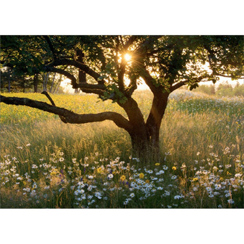 Avanti Sunrise Tree In Field Of Daisies Greeting Card