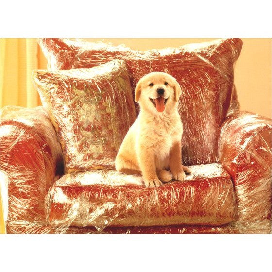 Avanti Puppy In Plastic Covered Chair Greeting Card