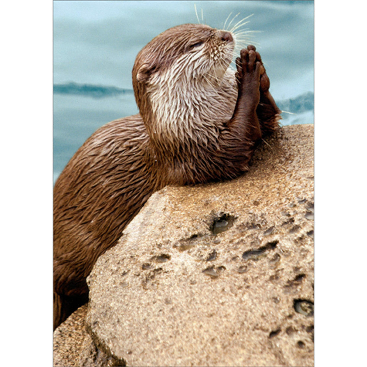 Avanti Praying Otter Greeting Card