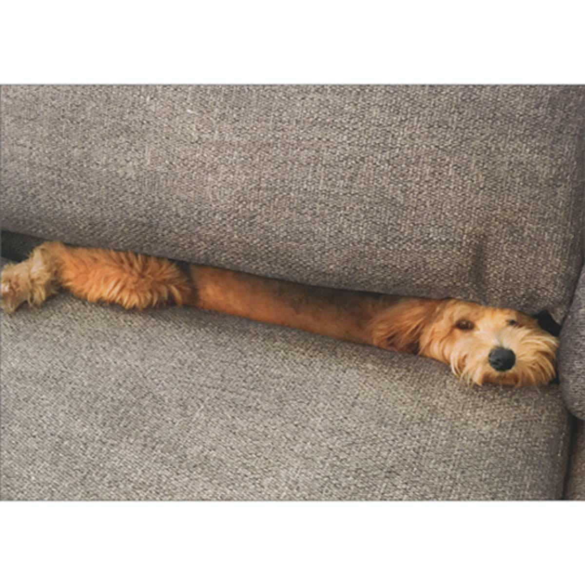 Avanti Dog Stuffed In Couch Cushion Greeting Card