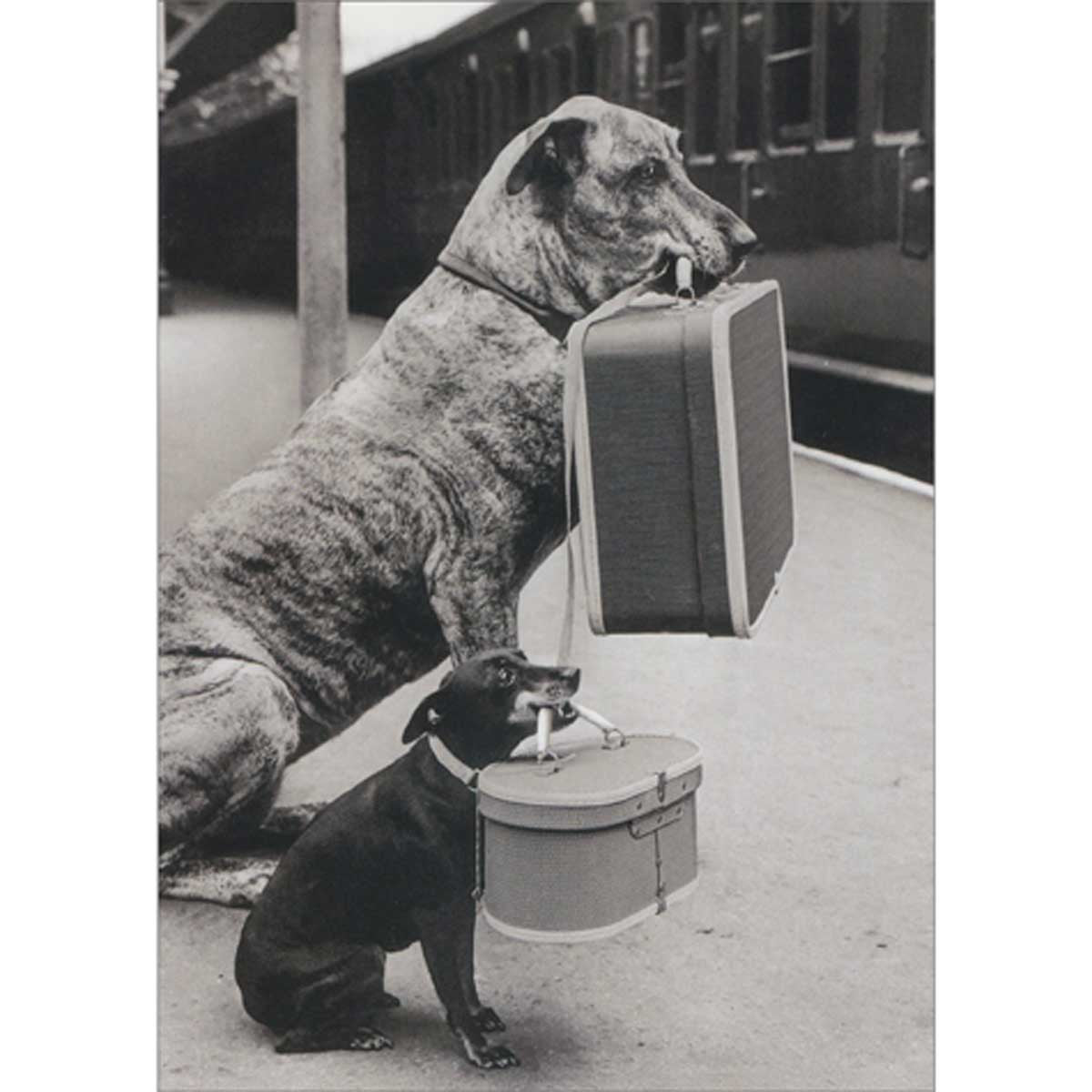 Avanti Dogs Carrying Suitcases Greeting Card