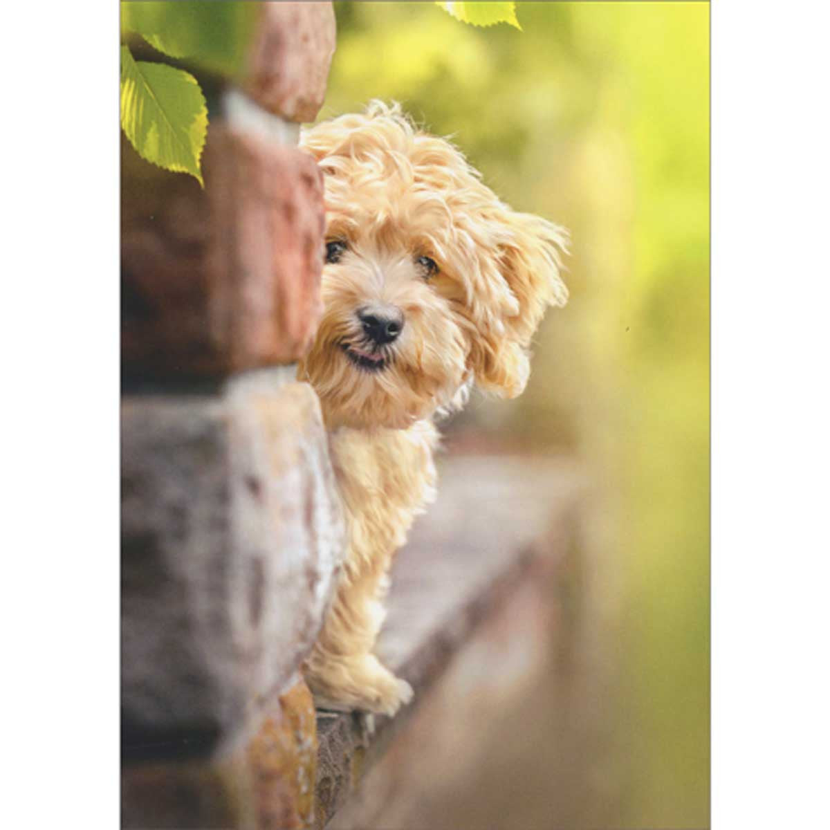 Avanti Dog On Brick Ledge Greeting Card