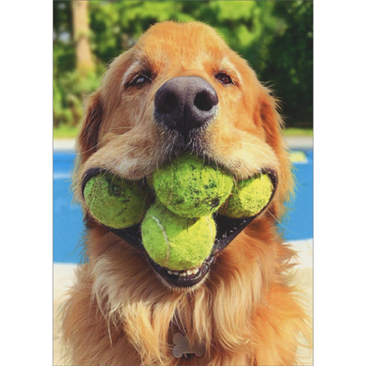 Avanti Dog (Golden) With Tennis Balls Greeting Card