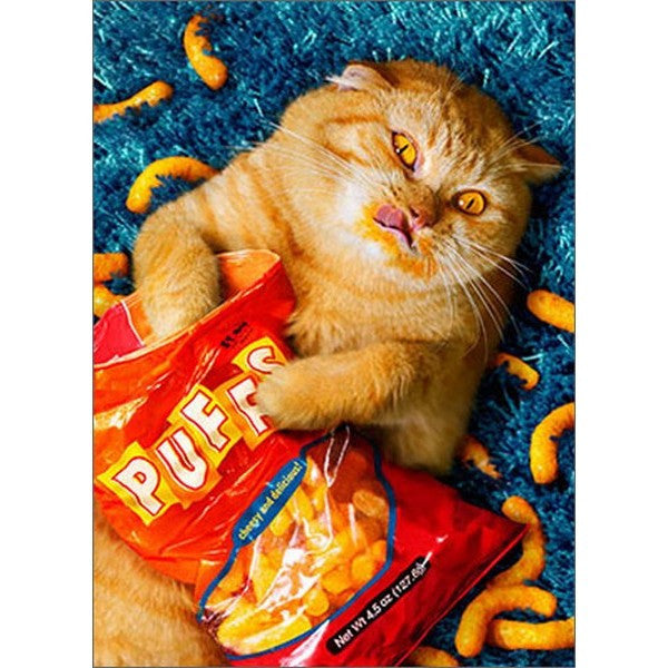 Avanti Cheese Puff Cat Standout Greeting Card