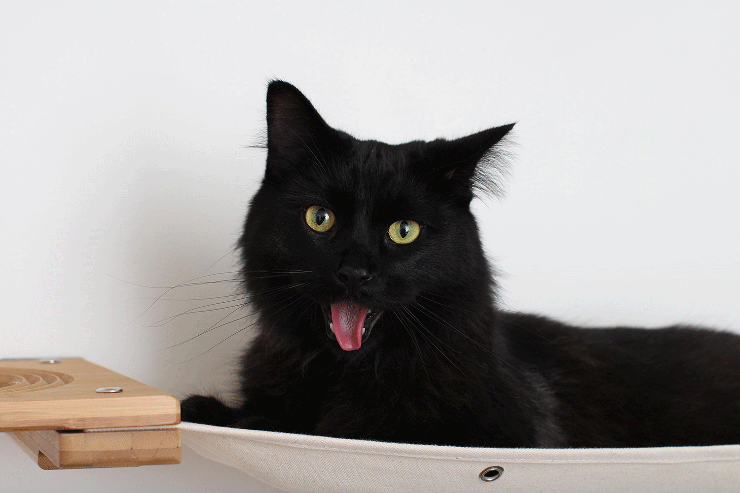 The Climb Condo - Cat Wall Climbing System