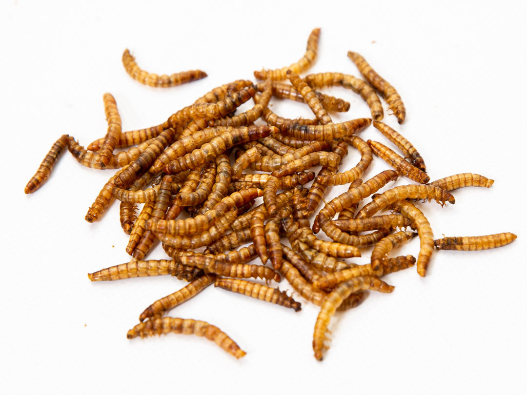 7.5Lbs Chubby NA Grown Dried Mealworms (Non-GMO) - Currently supplied in plain bags