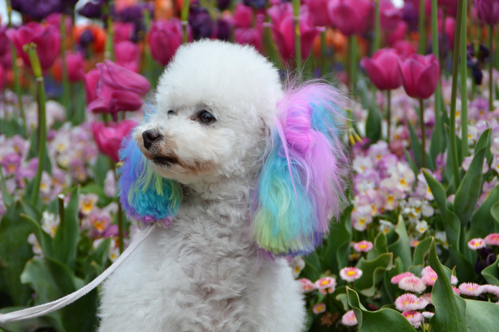 Canine Color Semi Perm Coat Color Shampoo for Dogs