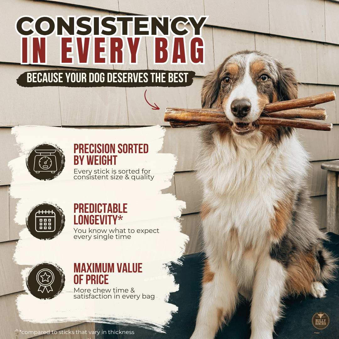 6 Inch Monster Bully Stick