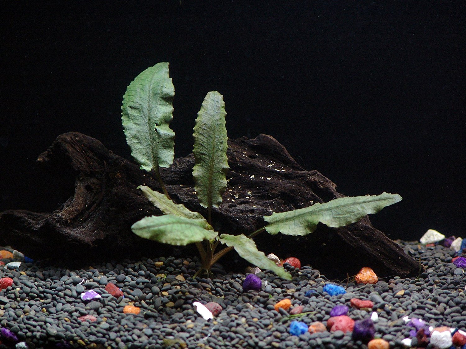 6 Species Aquarium Plants Bundle – Anacharis, Hornwort, Amazon Sword, Moneywort, Ludwigia and Cryptocoryne