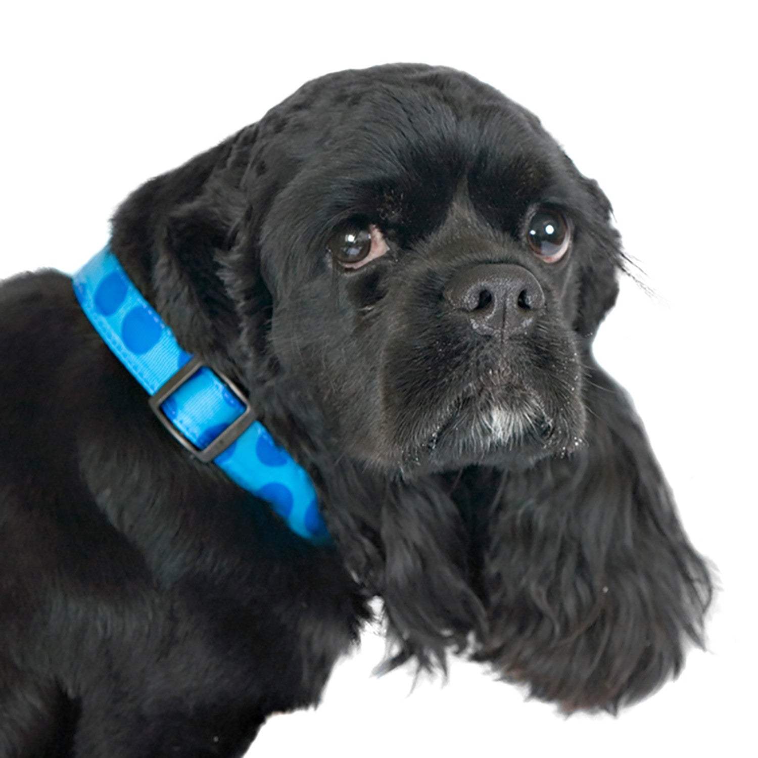 Walk-e-Woo Polka Dot Dog Collars, Leads, and Bows - Monotone - 6 Styles