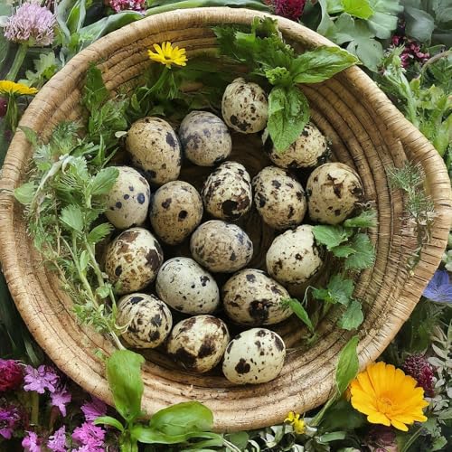 Coturnix Quail Fertile Hatching Eggs, 12 Count, Carefully Sourced and Selected for Quality, Ideal for Incubation and Sustainable Egg Hatching from Family Farms and Hatcheries picked daily fresh