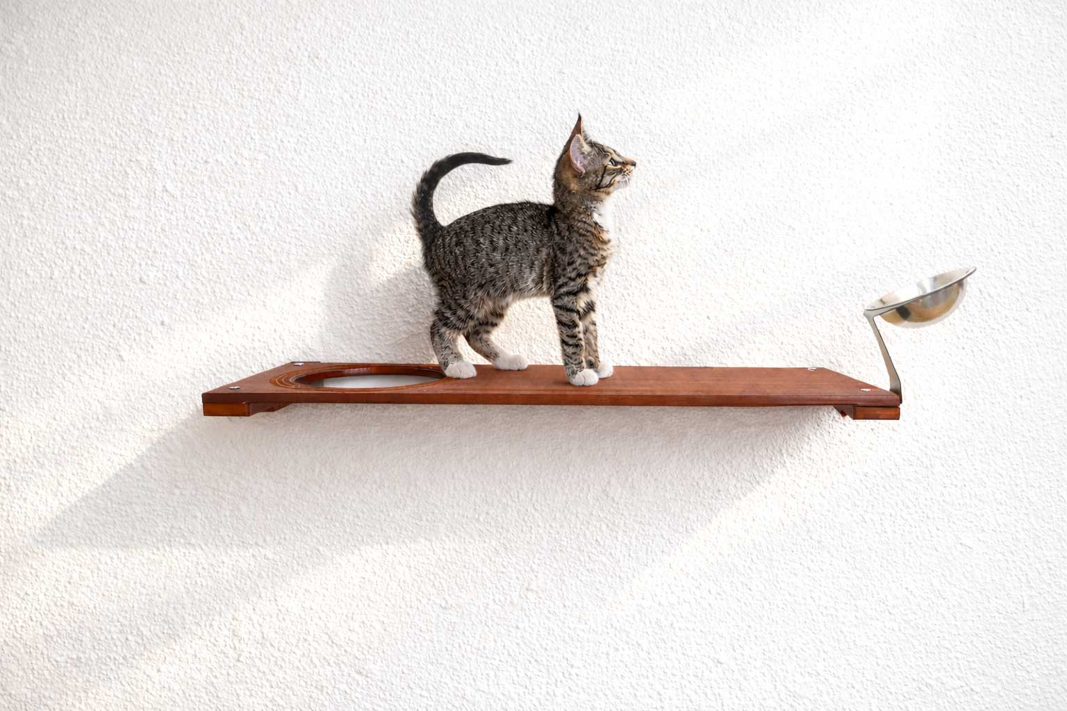 Wall Mounted Cat Feeding Shelf