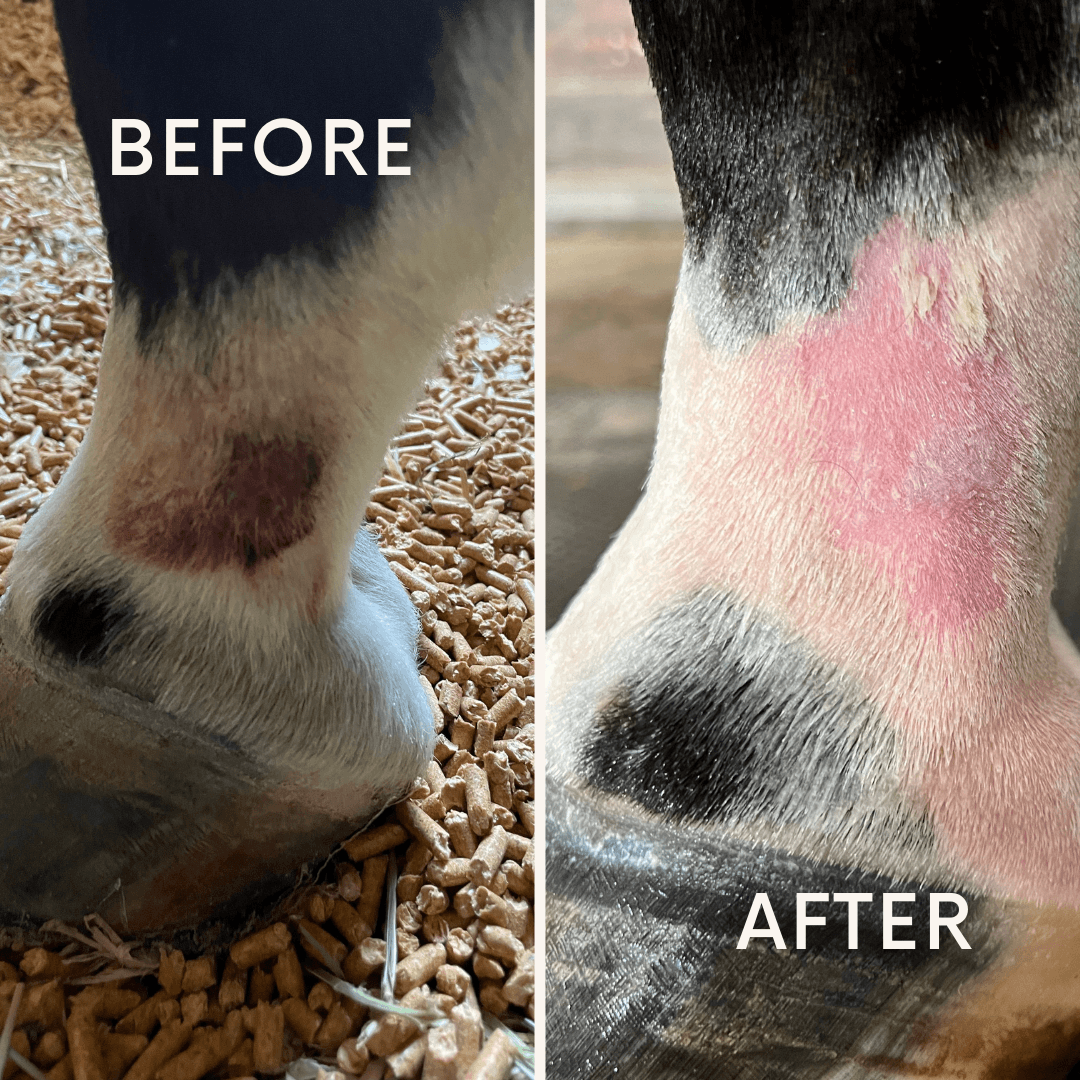 Equine Skin Care & Repair