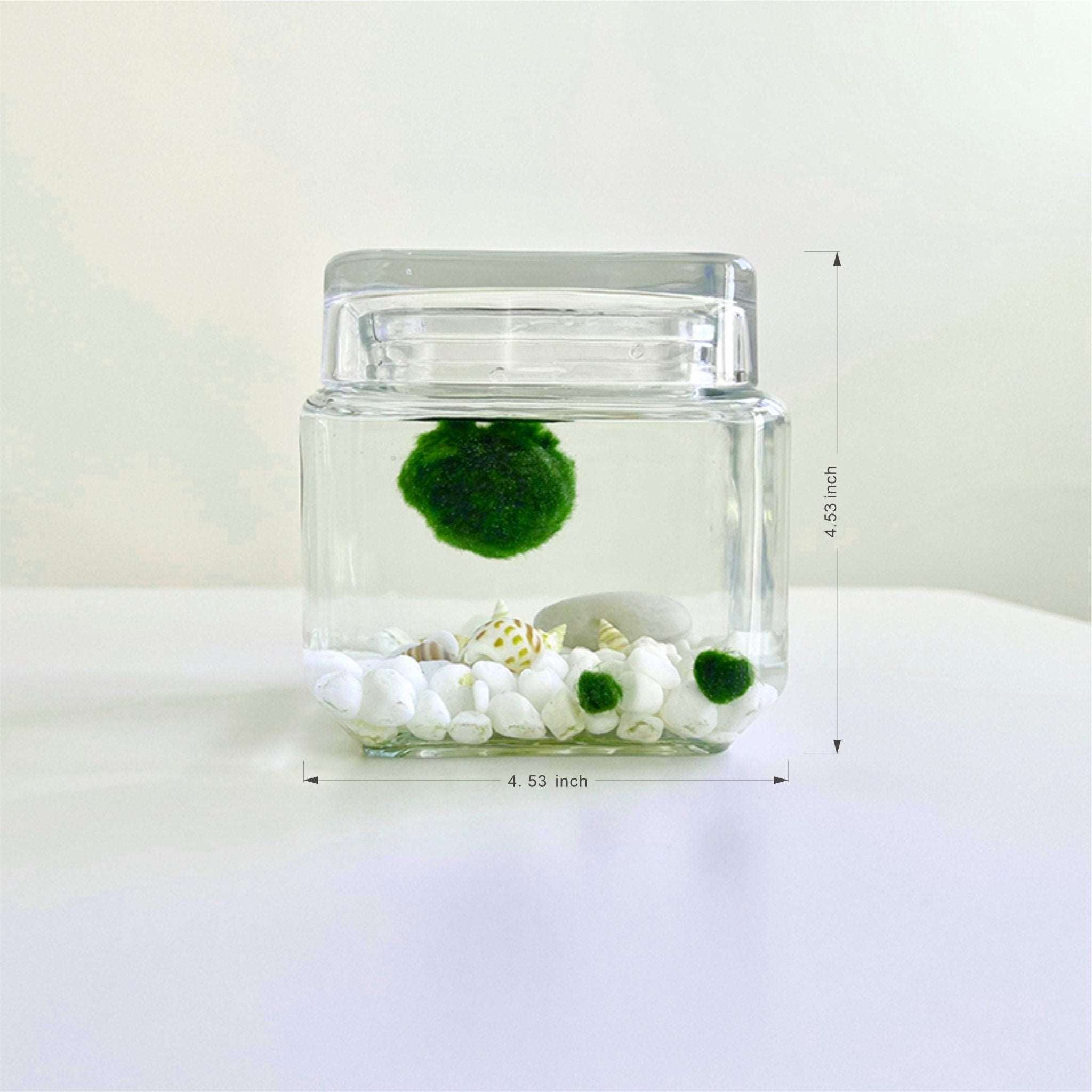 Marimo Moss Ball Aquarium Glass Terrarium Designer 4.5
