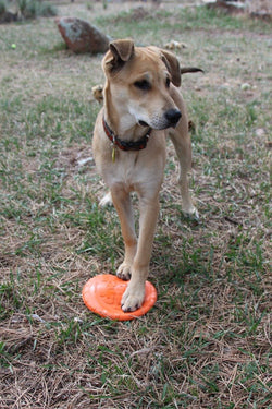 Bottle Top Flyer Durable Rubber Retrieving Frisbee - Orange