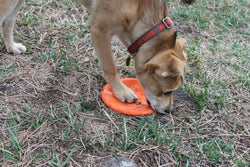 Bottle Top Flyer Durable Rubber Retrieving Frisbee - Orange