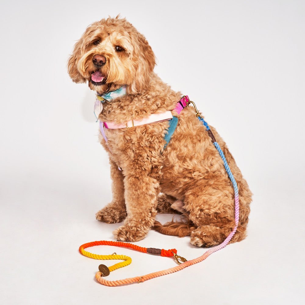 Found My Animal Jolie Webbing Cotton Dog & Cat Harness – Adjustable, Durable & Stylish