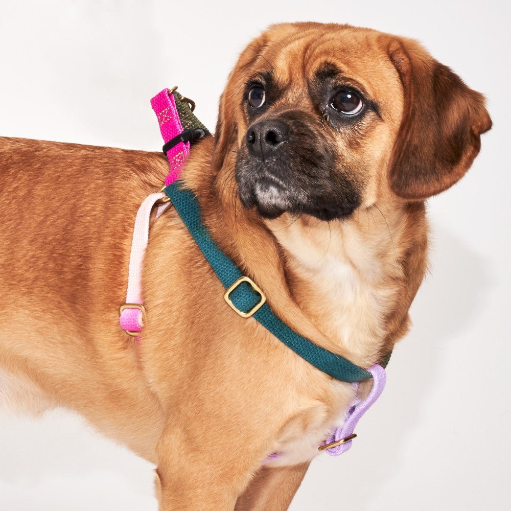 Found My Animal Jolie Webbing Cotton Dog & Cat Harness – Adjustable, Durable & Stylish