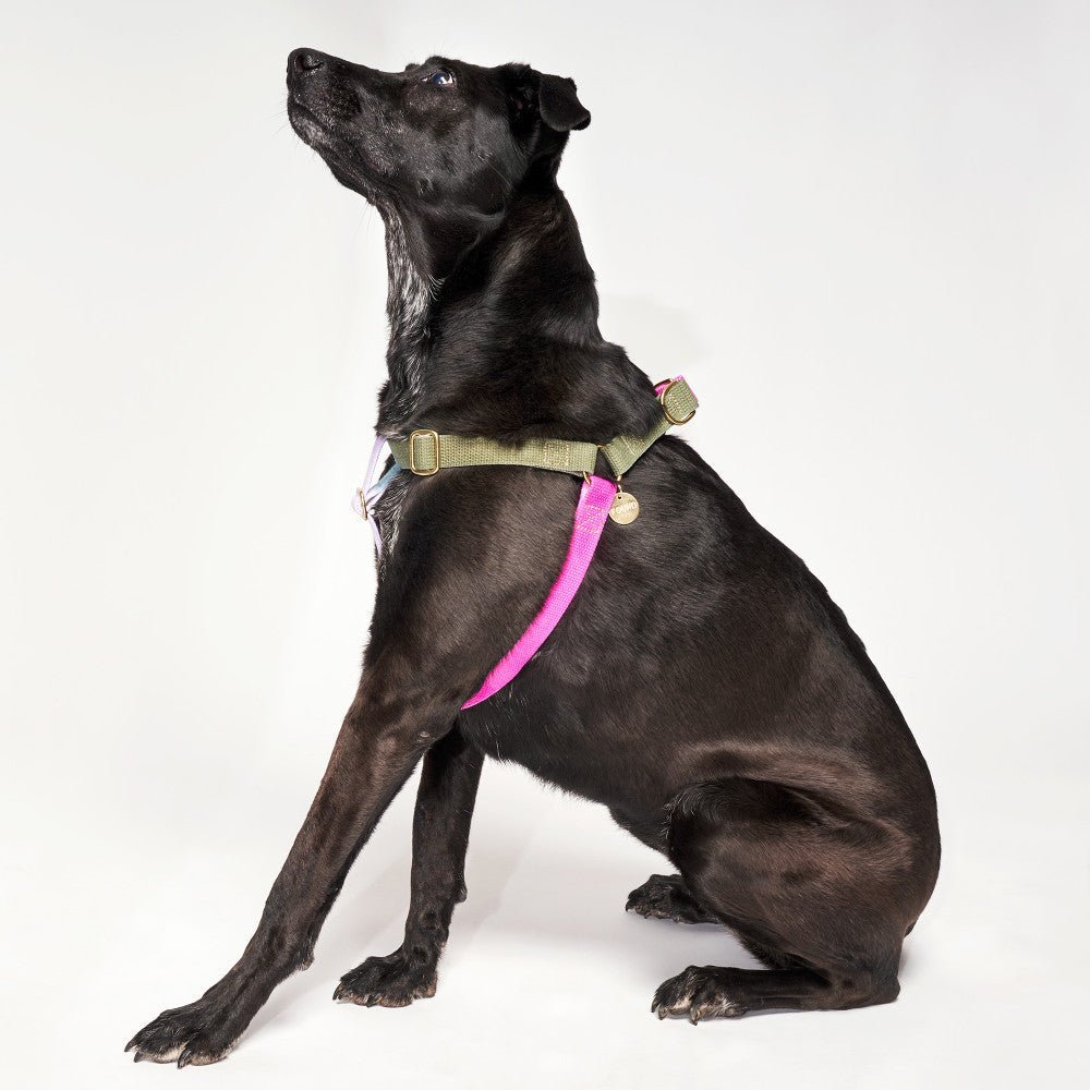 Found My Animal Jolie Webbing Cotton Dog & Cat Harness – Adjustable, Durable & Stylish