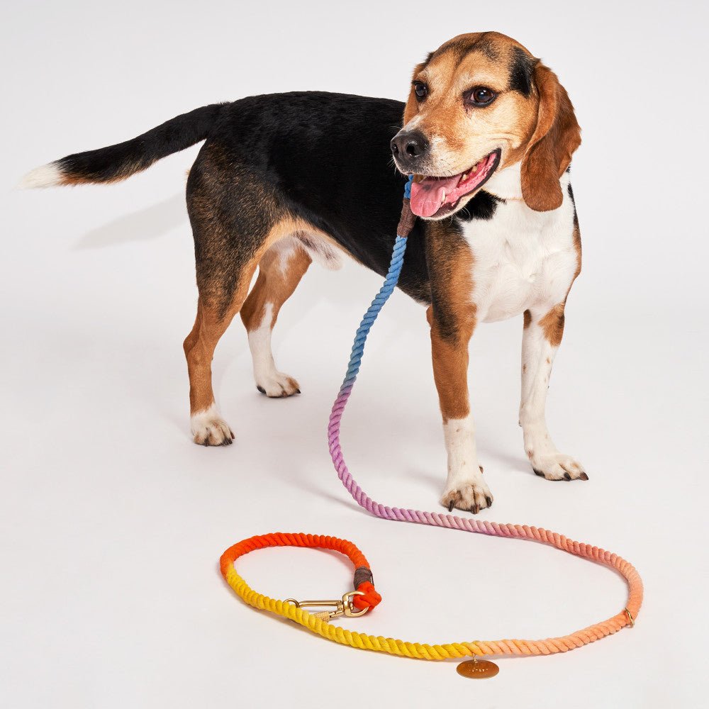 Soleil Cotton Rope Dog Leash by Found My Animal | Adjustable & Handcrafted