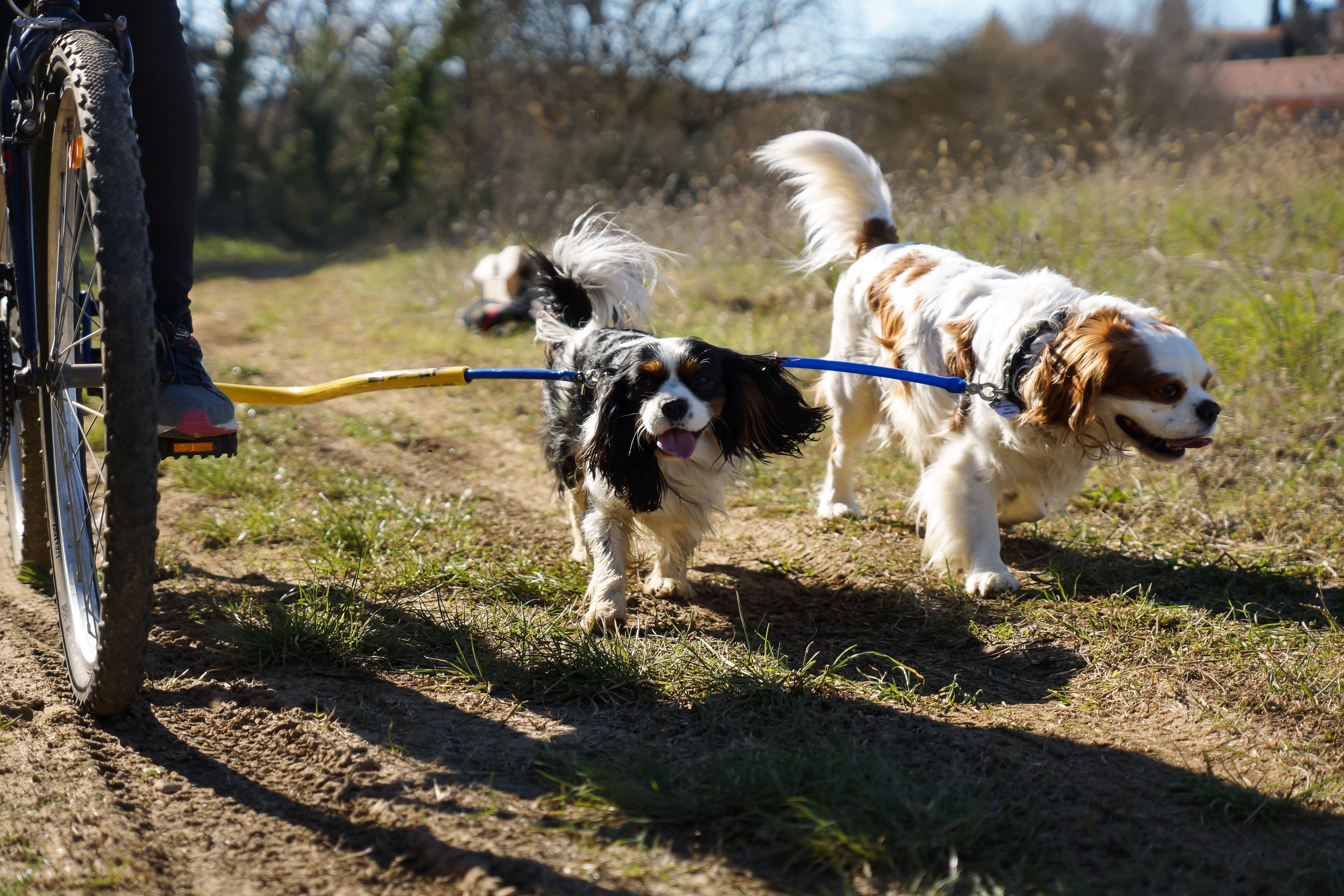 Dog Coupler for Biking and Walking