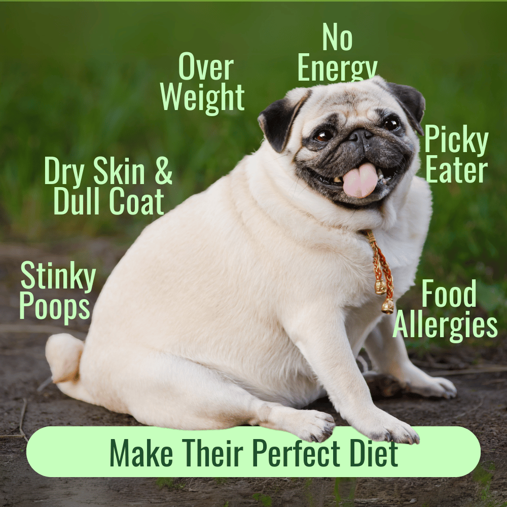 Vitamins For Homemade Dog Food