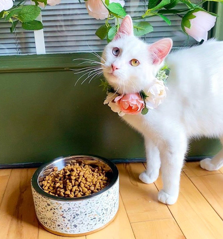 Terrazzo Modern Elevated Dog Bowl