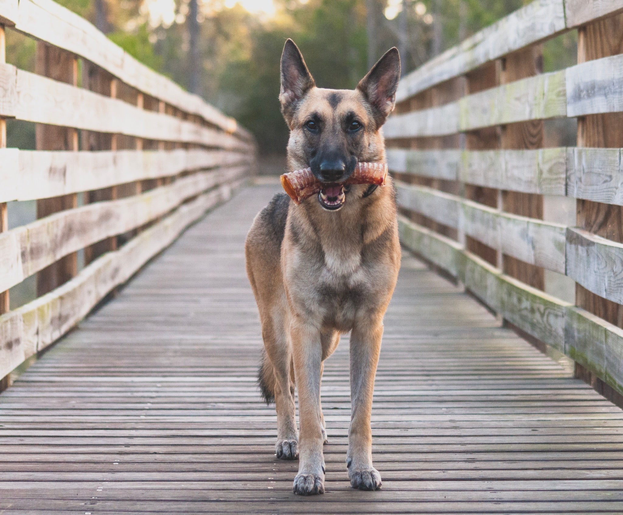 Beef Trachea (Grass Fed & Finished)