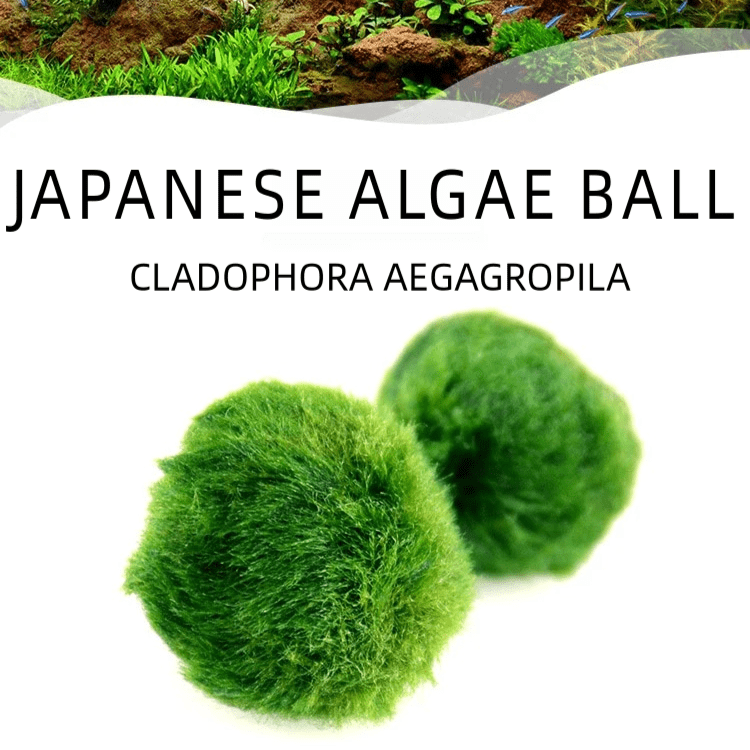 Marimo Moss Balls For Aquarium 20PCS Multiple Size Moss Ball Aqua Plant Pet Bulk Sale - Kokedama Japanese Algae Ball Wholesale