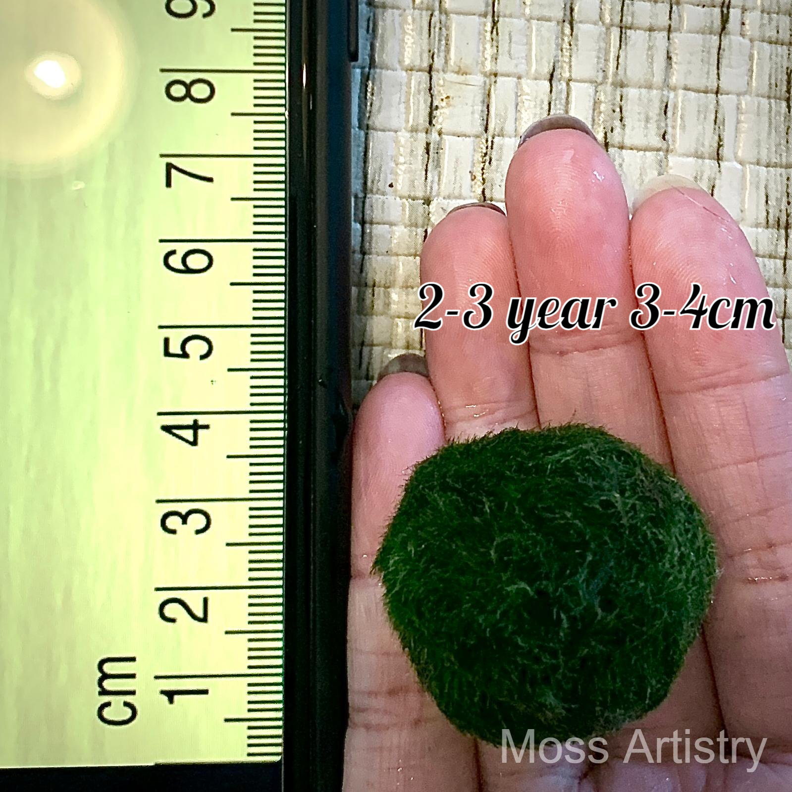 Sample Marimo Moss Balls Multiple Size - Authentic Japanese Moss Balls
