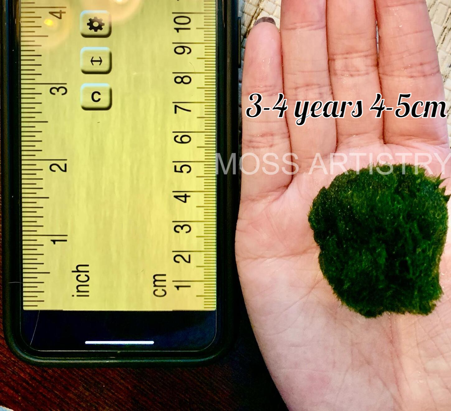 Sample Marimo Moss Balls Multiple Size - Authentic Japanese Moss Balls