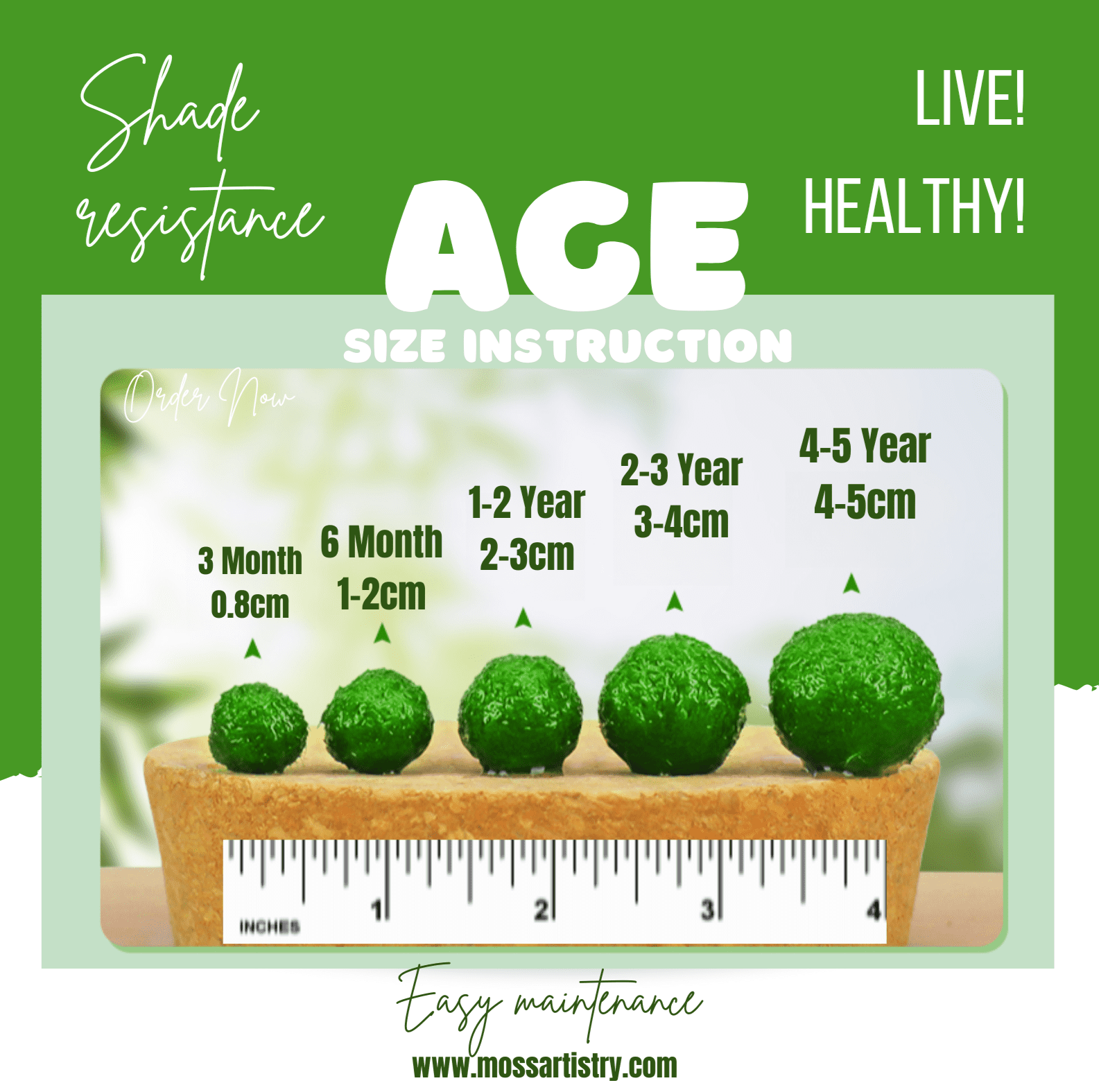 Giant Marimo Moss Ball Aqua Plant Pet Rare 5-6 cm LIVE Kokedama Japanese Algae Ball Mossball