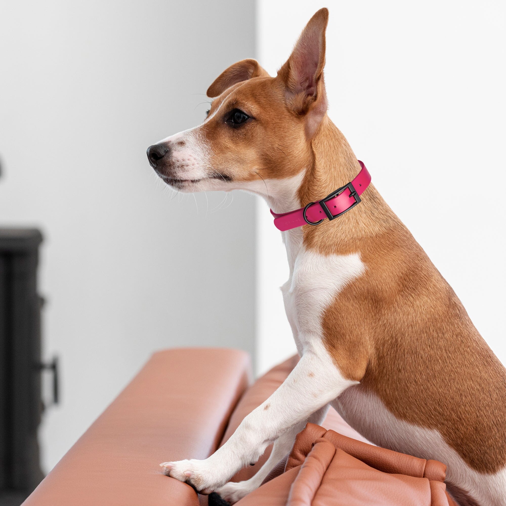 Biothane Waterproof Dog Collar - 1.5in Wide - XX-Large (24 to 28 inches)