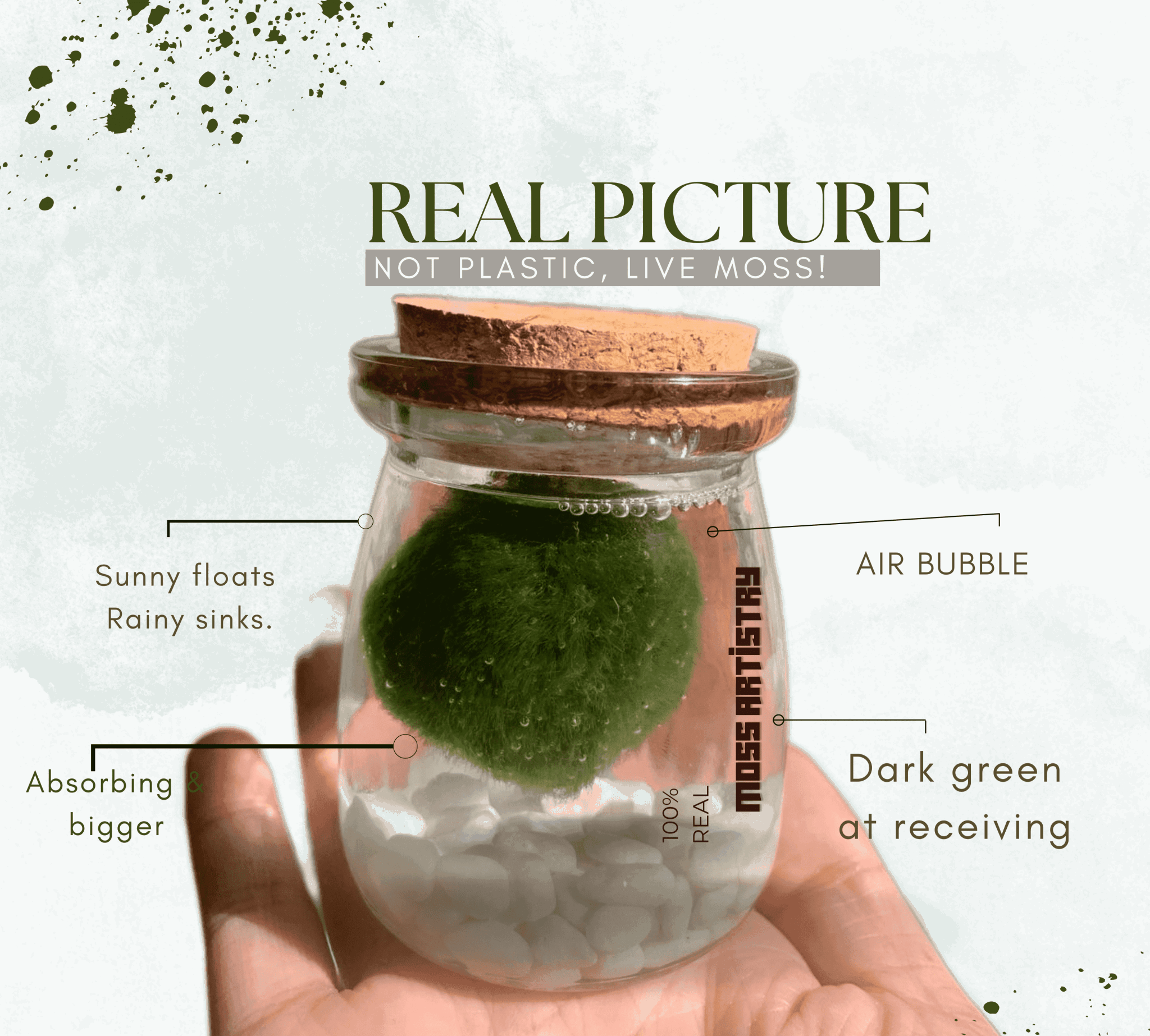 Giant Marimo Moss Ball Aqua Plant Pet Rare 5-6 cm LIVE Kokedama Japanese Algae Ball Mossball